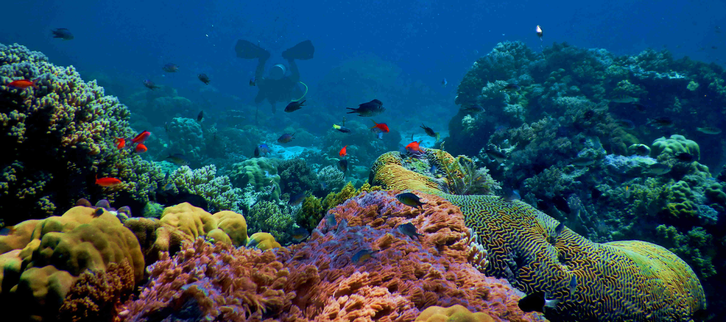 Harmful Ingredients for Ocean life in everyday items