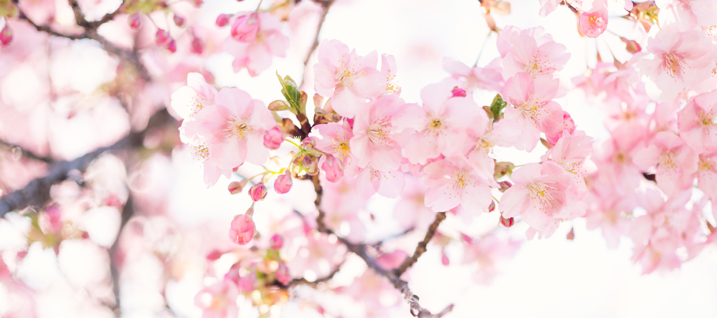 Japanese Cherry Blossom Season - Everything You Need to Know