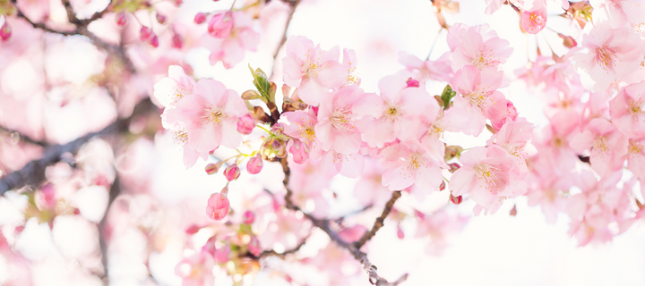 Japanese Cherry Blossom Season - Everything You Need to Know