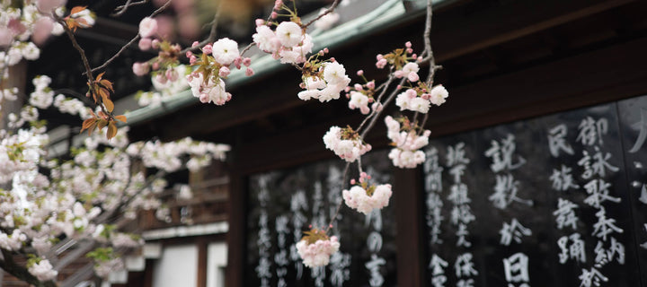 japanese cherry blossoms in front of a temple