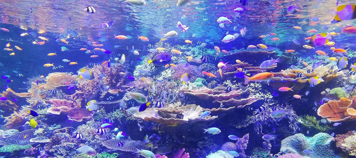 colored fish swimming around coral reef